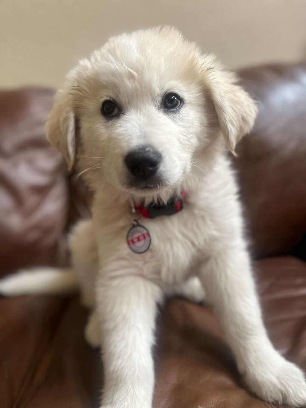 PetHub QR Pet ID Tag – Absent Without a Leash (AWOL)